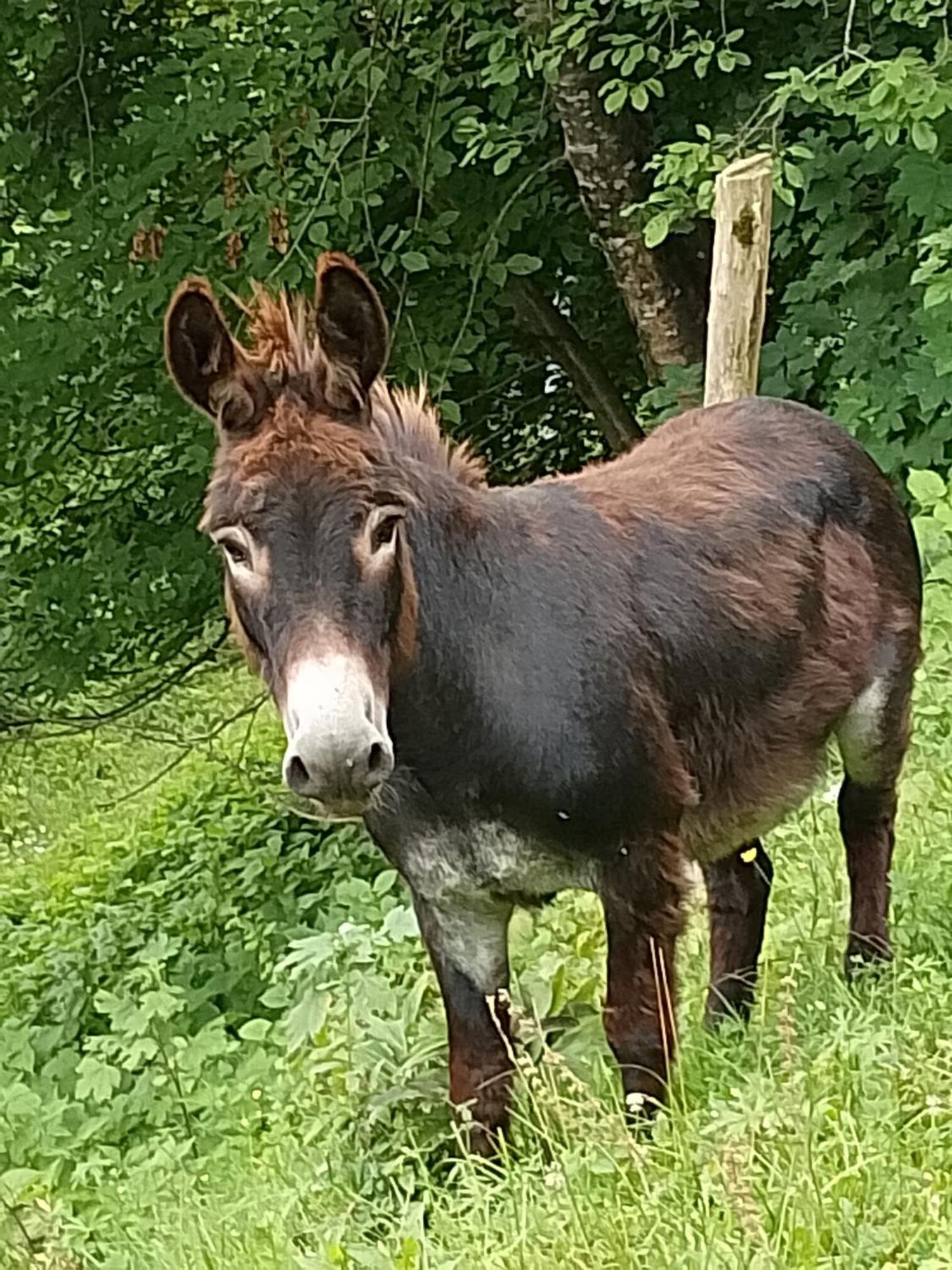 Agriturismo La Casa Nei Boschi Colderu Bagian luar foto